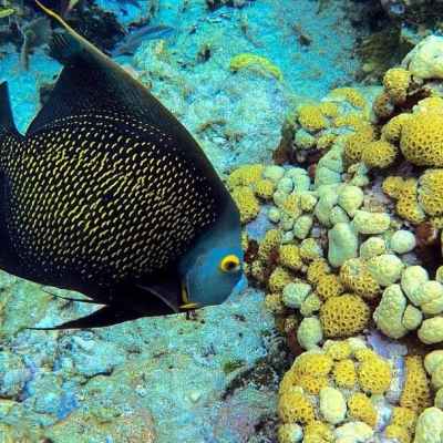 a fish swimming under water