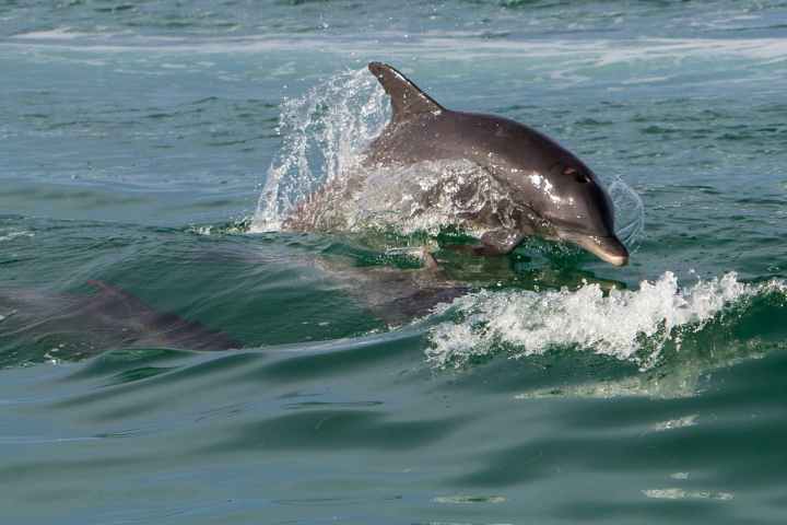 a person riding a wave on a surfboard in the ocean