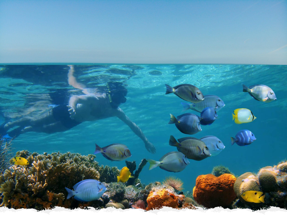 Photo Gallery Snorkel Key West